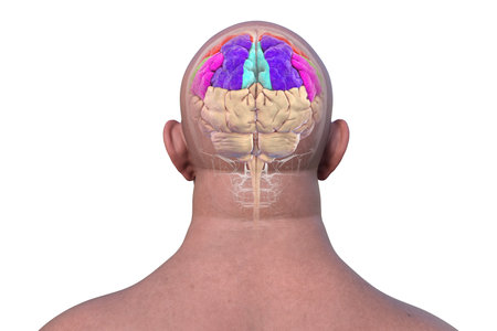 Parietal gyri: postcentral gyrus (red), superior parietal lobule (dark blue), inferior parietal lobule with supramarginal (green) and angular gyrus (purple), precuneus (light blue), 3D illustration.の写真素材