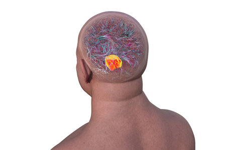 3D illustration of the human brain with the pons highlighted in red, responsible for regulating breathing, sleep, and communication between brain regions.の写真素材