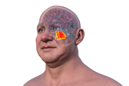 3D illustration of the human brain with the pons highlighted in red, responsible for regulating breathing, sleep, and communication between brain regions.の写真素材