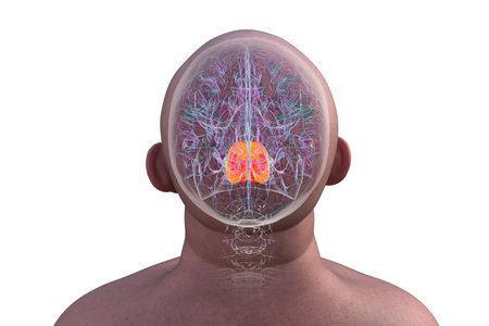 3D illustration of the human brain with the pons highlighted in red, responsible for regulating breathing, sleep, and communication between brain regions, top view.の写真素材