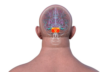 3D illustration of the human brain with the pons highlighted in red, responsible for regulating breathing, sleep, and communication between brain regions, back view.の写真素材