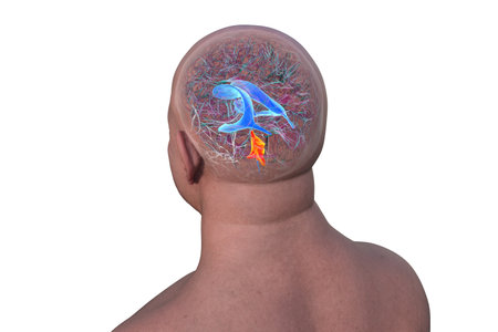 Anatomy of the fourth brain ventricle (highlighted in orange color), a fluid-filled cavity situated at the posterior of the brainstem, involved in cerebrospinal fluid circulation, 3D illustration.の写真素材