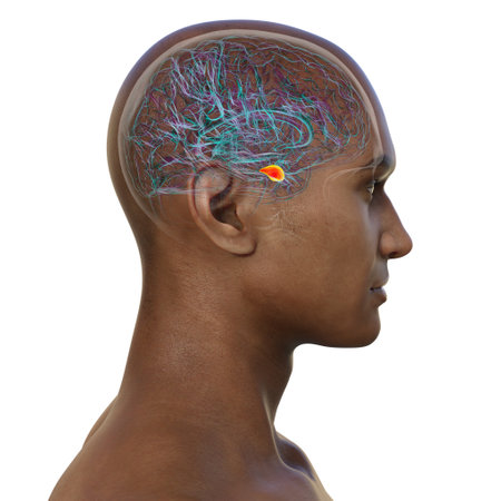 Human brain with highlighted amygdala, responsible for emotion processing, fear response, and memory formation, 3D illustration.の写真素材