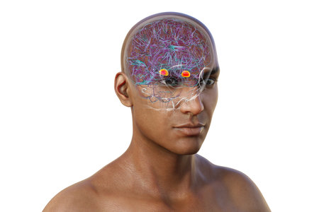 Human brain with highlighted amygdala, responsible for emotion processing, fear response, and memory formation, 3D illustration.の写真素材
