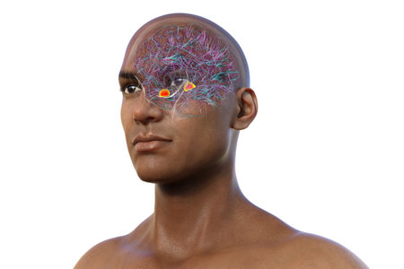 Human brain with highlighted amygdala, responsible for emotion processing, fear response, and memory formation, 3D illustration.の写真素材