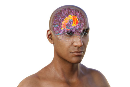 3D illustration of the human brain highlighting the cingulate gyrus, which is essential for emotion processing, decision-making, and cognitive control.の写真素材