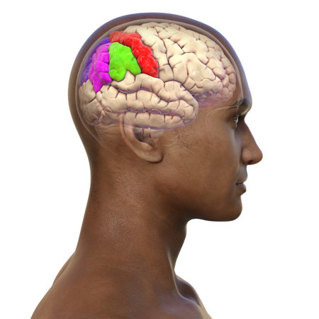 Parietal gyri: postcentral gyrus (red), superior parietal lobule (dark blue), inferior parietal lobule with supramarginal (green) and angular gyrus (purple), 3D illustration.の写真素材