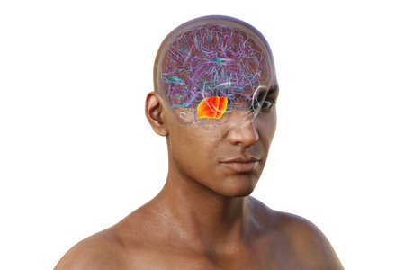 3D illustration of the human brain with the pons highlighted in red, responsible for regulating breathing, sleep, and communication between brain regions.の写真素材