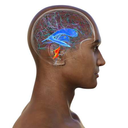 Anatomy of the fourth brain ventricle (highlighted in orange color), a fluid-filled cavity situated at the posterior of the brainstem, involved in cerebrospinal fluid circulation, 3D illustration.の写真素材
