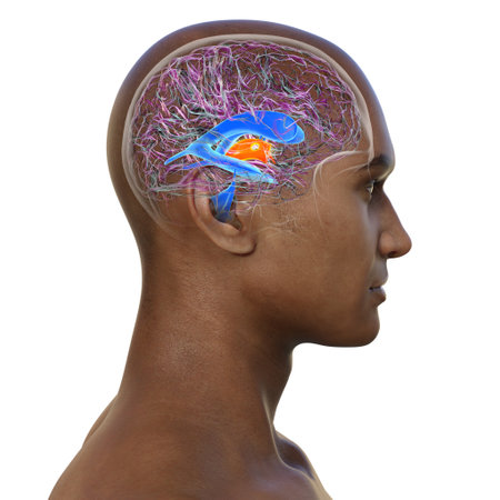 A 3D scientific illustration showcasing the third brain ventricle, a vital component of the brain's ventricular system.の写真素材