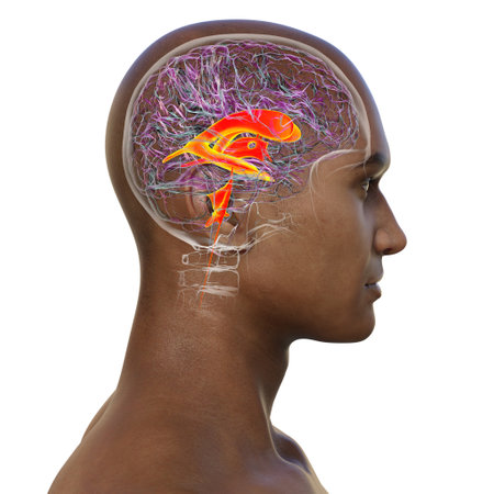 Ventricular system of the brain, 3D illustration. The ventricles are cavities in the brain that are filled with cerebrospinal fluid (CSF).の写真素材