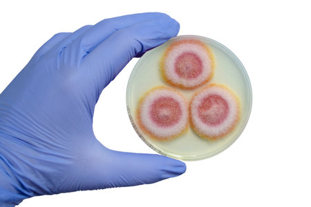 Fusarium fungi colonies on potato dextrose agar, photograph showing cottony texture and pigmentation. Causes keratitis, onychomycosis, fusariosis.の写真素材
