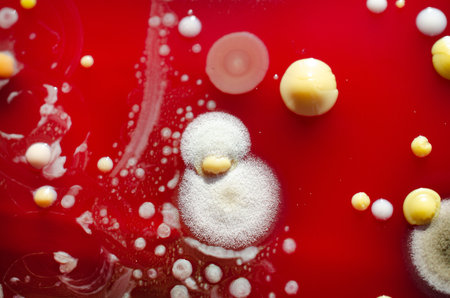 Bacterial and mold fungi colonies grown from indoor air on blood sheep agar, photograph showcasing microbial diversity and air contamination.の写真素材