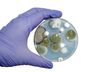 Mold fungi colonies grown from indoor air on potato dextrose agar, photograph showcasing microbial diversity and air contamination.の写真素材