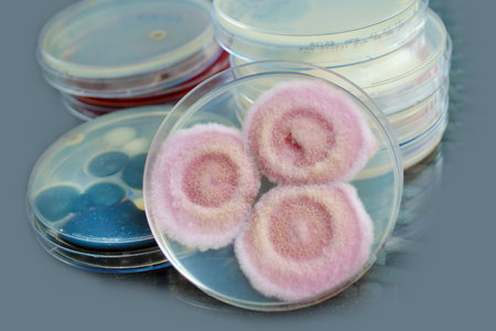 Fusarium fungi colonies on potato dextrose agar, photograph showing cottony texture and...