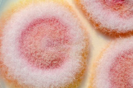 Fusarium fungi colonies on potato dextrose agar, photograph showing cottony texture and pigmentation. Causes keratitis, onychomycosis, fusariosis.の写真素材