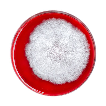 Mucor fungi colonies on potato dextrose agar, photograph showing fast-growing, fluffy, white to gray mold. Causes mucormycosis.の写真素材