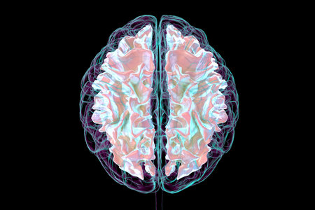 Human brain with highlighted white matter, 3D illustration. White matter facilitates neural communication, its pathology is associated with multiple sclerosis and leukodystrophies. Top view.の写真素材