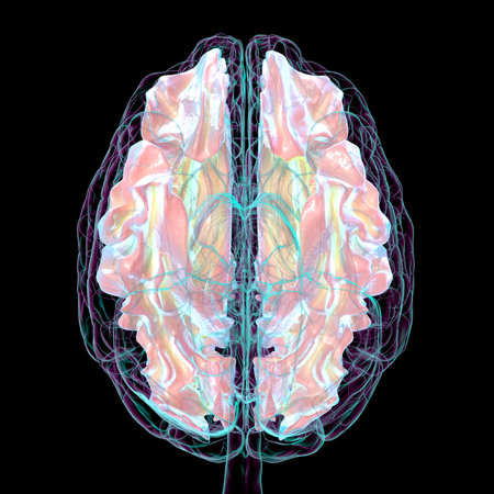 Human brain with highlighted white matter, 3D illustration. White matter facilitates neural communication, its pathology is associated with multiple sclerosis and leukodystrophies. Bottom view.の写真素材
