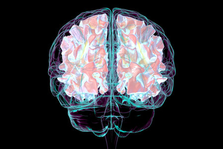 Human brain with highlighted white matter, 3D illustration. White matter facilitates neural communication, its pathology is associated with multiple sclerosis and leukodystrophies. Back view.の写真素材