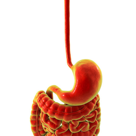 Human digestive system, 3D illustration showing major organs involved in food breakdown, absorption, and waste elimination.の写真素材