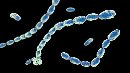 Haemophilus ducreyi bacteria, 3D illustration of gram-negative coccobacilli. Causes chancroid, a sexually transmitted disease with painful genital ulcers and lymphadenopathy.の写真素材