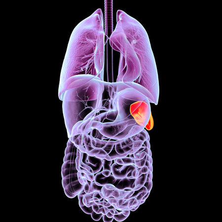 Human body anatomy with highlighted spleen, 3D illustration. The spleen filters blood, recycles red blood cells, and supports immune function.の写真素材