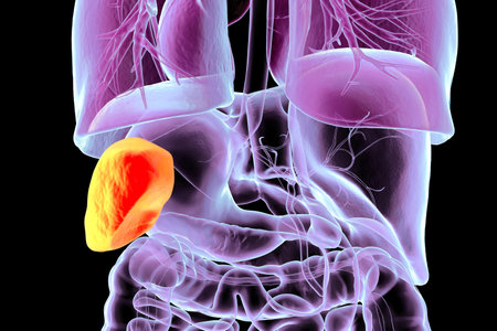 Human body anatomy with highlighted spleen, 3D illustration. The spleen filters blood, recycles red blood cells, and supports immune function.の写真素材