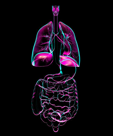 Human respiratory and digestive system anatomy, 3D illustration in vibrant x-ray style, showcasing internal organs with glowing transparency.の写真素材