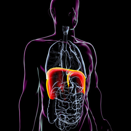 Human body anatomy with highlighted diaphragm, 3D illustration. The diaphragm is a primary respiratory muscle, essential for breathing and lung expansion.の写真素材