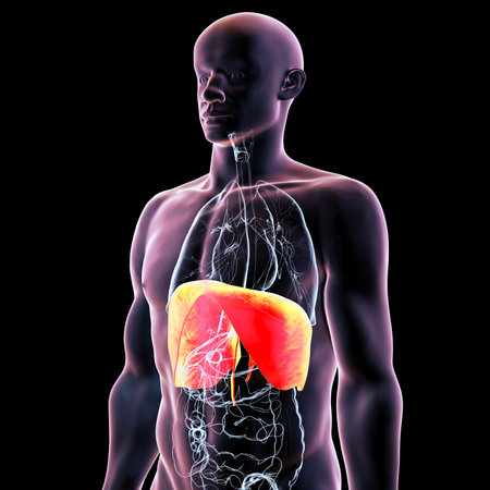 Human body anatomy with highlighted diaphragm, 3D illustration. The diaphragm is a primary respiratory muscle, essential for breathing and lung expansion.の写真素材