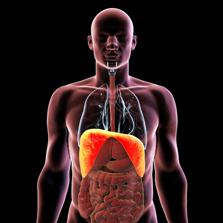 Human body anatomy with highlighted diaphragm, 3D illustration. The diaphragm is a primary respiratory muscle, essential for breathing and lung expansion.の写真素材