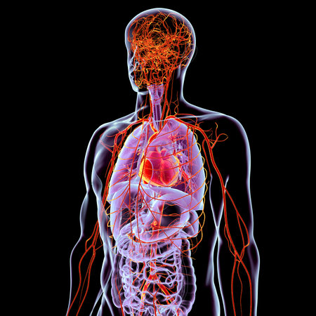 Human body with highlighted respiratory, digestive, heart, and arterial systems, 3D illustration showing major organs and blood flow.の写真素材