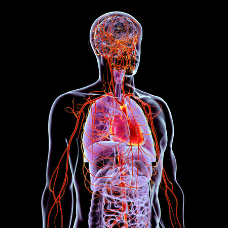 Human body with highlighted respiratory, digestive, heart, and arterial systems, 3D illustration showing major organs and blood flow.の写真素材