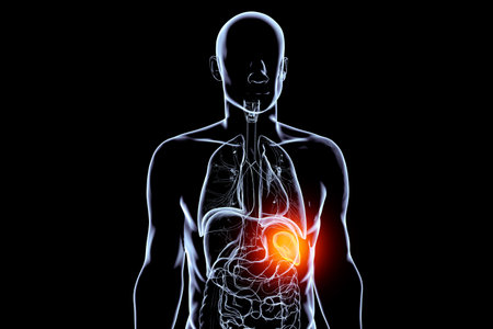 Human body anatomy with highlighted spleen, 3D illustration. The spleen filters blood, recycles red blood cells, and supports immune function.の写真素材