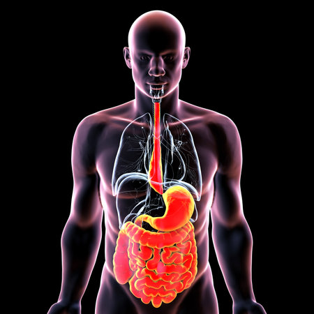 Megaesophagus, 3D illustration showing dilated esophagus. Occurs in achalasia, Chagas disease, scleroderma, esophageal cancer, or chronic obstruction.の写真素材