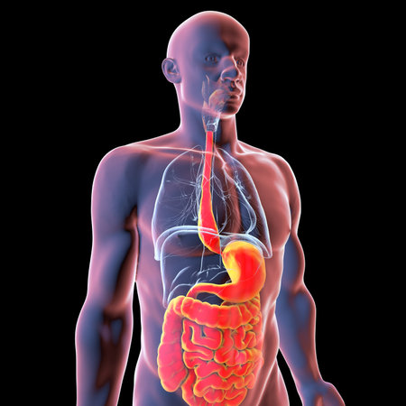Megaesophagus, 3D illustration showing dilated esophagus. Occurs in achalasia, Chagas disease, scleroderma, esophageal cancer, or chronic obstruction.の写真素材
