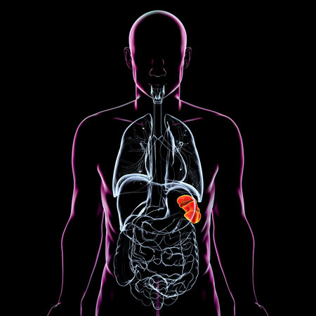 Polysplenia, 3D illustration showing multiple small spleens. Associated with heterotaxy syndrome, congenital heart defects, and abdominal organ malposition.の写真素材