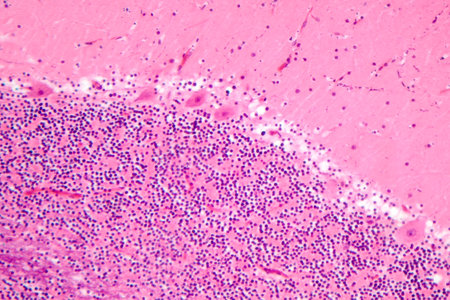 Human cerebellar cortex, photomicrograph showing Purkinje cells, granular cells, and molecular layer involved in motor coordination and balance.の写真素材