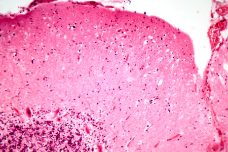 Human motor cortex, photomicrograph showing pyramidal neurons in cortical layers responsible for voluntary movement control and motor coordination.の写真素材
