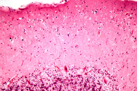 Human motor cortex, photomicrograph showing pyramidal neurons in cortical layers responsible for voluntary movement control and motor coordination.の写真素材
