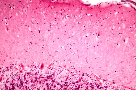Human motor cortex, photomicrograph showing pyramidal neurons in cortical layers responsible for voluntary movement control and motor coordination.の写真素材