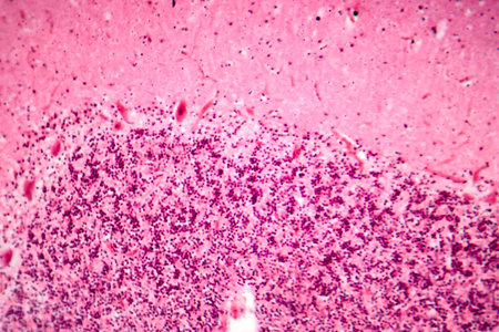 Human motor cortex, photomicrograph showing pyramidal neurons in cortical layers responsible for voluntary movement control and motor coordination.の写真素材