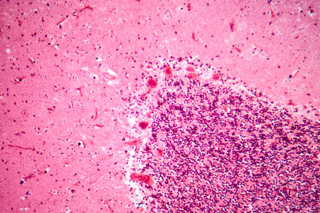 Human motor cortex, photomicrograph showing pyramidal neurons in cortical layers responsible for voluntary movement control and motor coordination.の写真素材