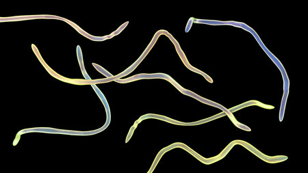 Brachyspira pilosicoli, 3D illustration showing spiral-shaped anaerobic bacterium causing intestinal spirochetosis and colonic inflammation in humans and animals.の写真素材