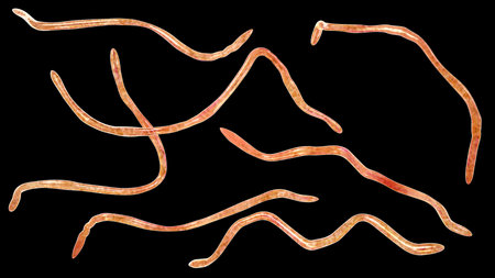 Brachyspira pilosicoli, 3D illustration showing spiral-shaped anaerobic bacterium causing intestinal spirochetosis and colonic inflammation in humans and animals.の写真素材