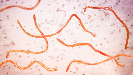 Brachyspira pilosicoli, 3D illustration showing spiral-shaped anaerobic bacterium causing intestinal spirochetosis and colonic inflammation in humans and animals.の写真素材