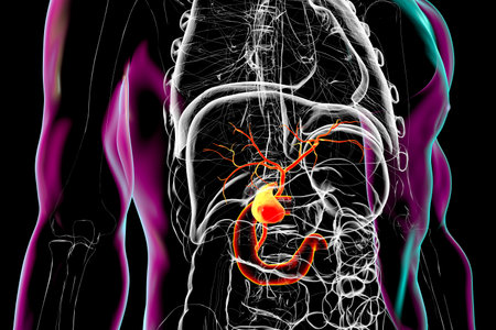 Human body with highlighted gallbladder, bile ducts, and duodenum, 3D illustration emphasizing bile storage, transport, and release into the digestive tract.の写真素材