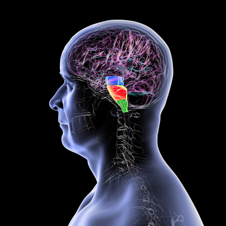 Brainstem highlighted in human brain: midbrain in blue, pons in orange, and medulla oblongata in green, 3D illustration.の写真素材