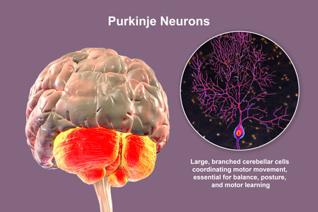 Human brain with highlighted cerebellum and close-up of Purkinje neurons, 3D illustration. Cerebellum controls balance and coordination, Purkinje cells are key neurons in motor function.の写真素材